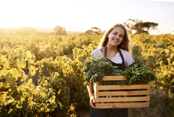 식료품 저장실에 신선 한 농산물을 저장하라. 방금 수확 한 농산물을 가득 담은 상자를 들고 있는 젊은 여자의 사진. — 스톡 사진