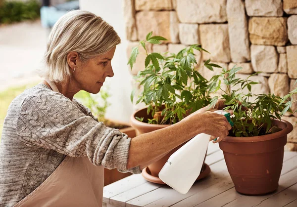 Looking after my plants. Cropped shot of a relaxed senior woman tending to her marijuana plants and making sure its growing properly outside at home. — Stock Photo, Image