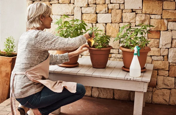 Φροντίζω τα παιδιά μου. Τραβηγμένο πλάνο μιας χαλαρής ηλικιωμένης γυναίκας που φροντίζει τα φυτά της μαριχουάνας και φροντίζει να μεγαλώνει σωστά έξω στο σπίτι.. — Φωτογραφία Αρχείου