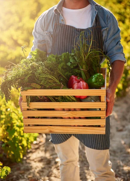 Harvested by expert hands. Cropped shot of a man holding a crate full of freshly picked produce on a farm. — Stock Photo, Image
