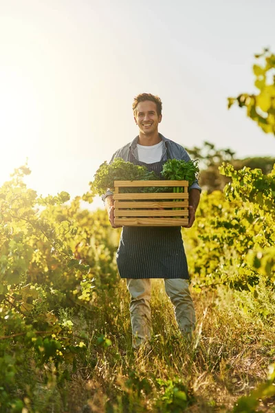 유기적 인 선 함으로 가득 하지. 방금 수확 한 농산물을 가득 담은 상자를 들고 있는 젊은 남자의 사진. — 스톡 사진
