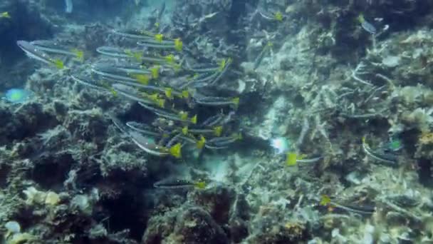 Undervattensbilder. Raja Ampat Ordförande — Stockvideo