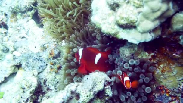 Podvodní záběry. Raja Ampat — Stock video