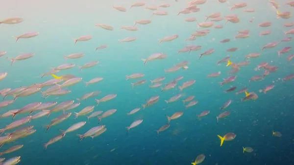 Elke dag op avontuur jagen. 4k video beelden van een school van vissen zwemmen diep in de oceaan. — Stockfoto