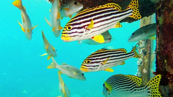 We blijven altijd bij elkaar. 4k videobeelden van een school van zwarte vlekken snappers en oosterse zoetlippen verstopt tussen het zeewier in Raja Ampat. — Stockfoto