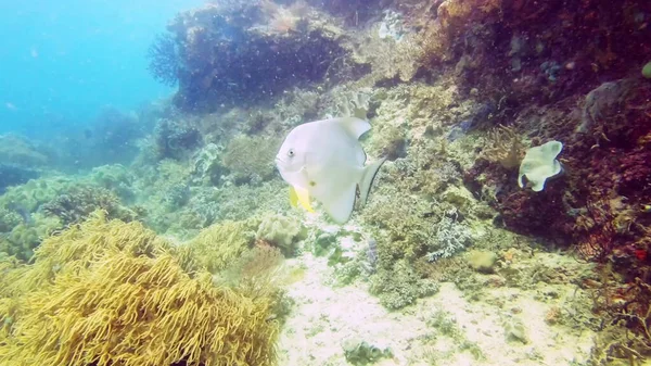 Headed straight towards the light. 4k video footage of an orbiculate batfish swimming deep in the ocean. — Stock Photo, Image