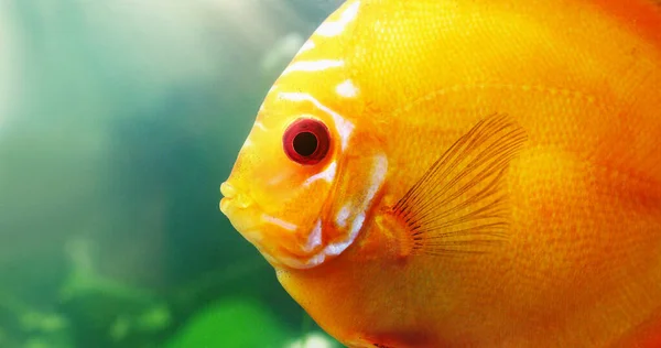 Обличчя червоного диска. Знімок червоного диска у прісноводній акваріумі . — стокове фото