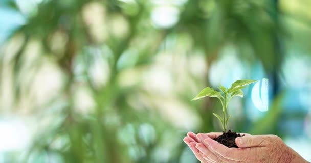 O ambiente é preocupação de todos. 4k close-up de vídeo de uma mulher passando em uma planta cultivada de sementes. — Vídeo de Stock