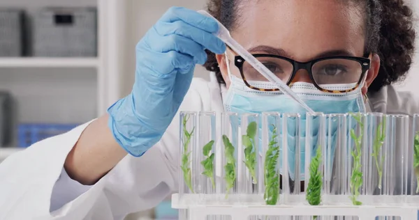 Nie należy lekceważyć znaczenia roślin w nauce. 4k materiał wideo atrakcyjnego młodego naukowca badającego i eksperymentującego z roślinami wewnątrz laboratorium. — Zdjęcie stockowe