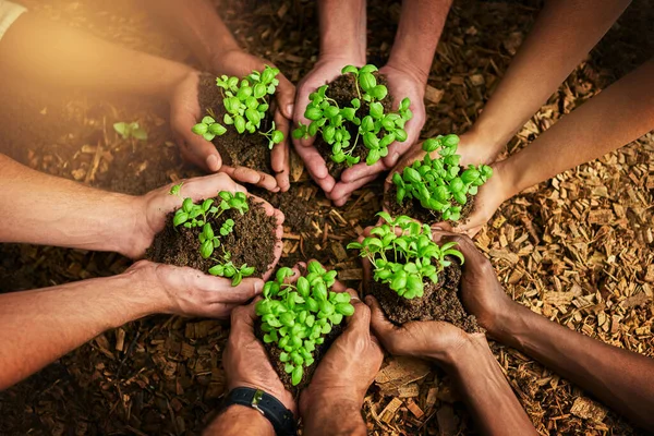 Yeşil bir amaç için birlikte çalışıyoruz. Topraktan çıkan bitkileri tutan bir grup insanın kırpılmış görüntüsü.. — Stok fotoğraf