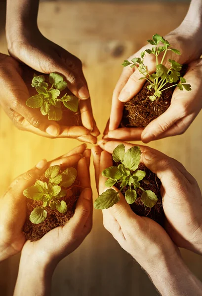 Juntem-se e salvem o nosso planeta. Tiro cortado de um grupo de pessoas segurando plantas que crescem fora do solo. — Fotografia de Stock