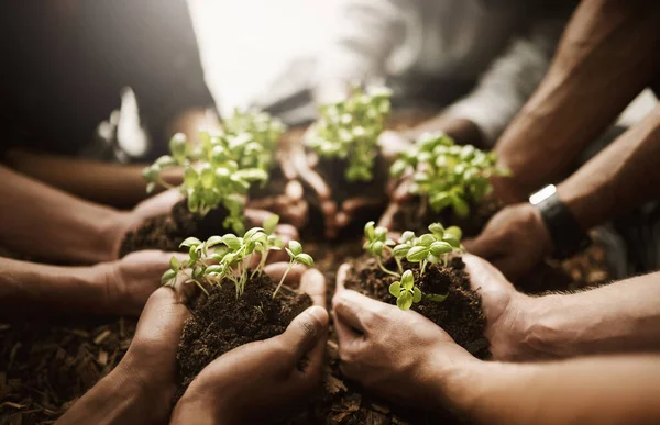 Plantons notre avenir ensemble. Plan recadré d'un groupe de personnes tenant des plantes poussant dans le sol. — Photo