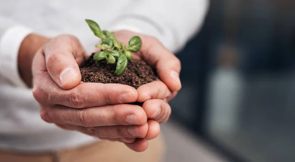 De petits efforts mènent à un grand succès. Plan d'un homme d'affaires tenant une plante poussant dans le sol. — Photo