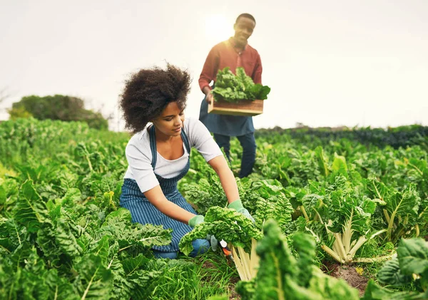 Es war eine großartige Saison für Spinat. Aufnahme einer attraktiven jungen Bäuerin, die mit ihrem Mann im Hintergrund die Felder bearbeitet. — Stockfoto