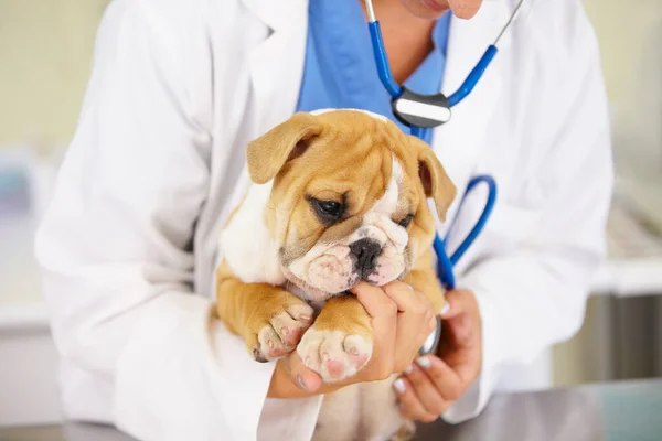 เขามีสุขภาพดีร้อยเปอร์เซ็นต์และน่ารัก ภาพของสัตวแพทย์ฉีกลูกสุนัขบูลด็อกบนโต๊ะสอบ . — ภาพถ่ายสต็อก