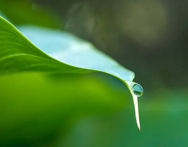 Прекрасная природа. Крупный план капельки воды на листе. — стоковое фото