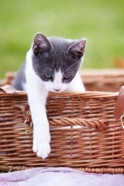 Creo que voy a salir ahora... lindo gatito sentado en un cesta mientras fuera. —  Fotos de Stock