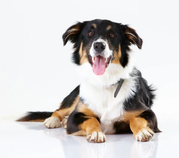 Aquí muchacho. Estudio de un lindo borde collie aislado en blanco. — Foto de Stock