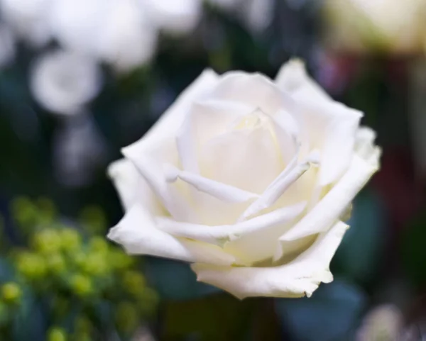 Obrázek nevinnosti. Detailní záběr čerstvé bílé růže. — Stock fotografie