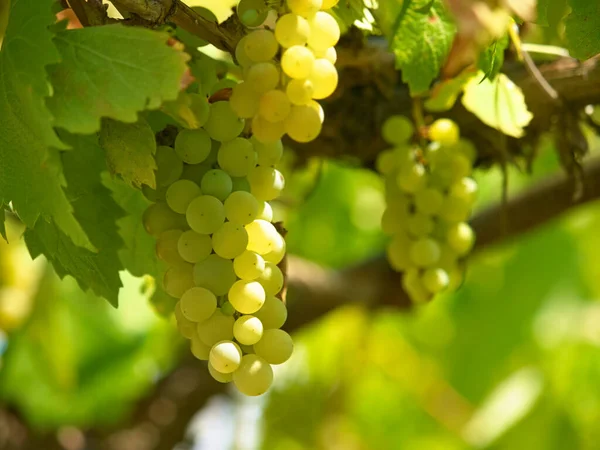 De videira a mesa. Tiro de perto de um ramo de uvas em uma vinha. — Fotografia de Stock