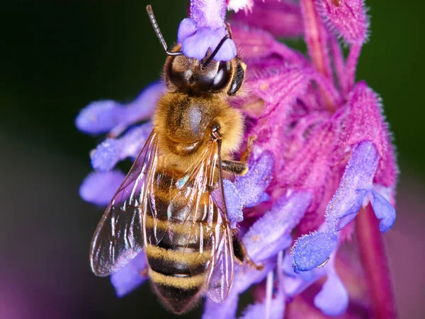 Pollination in nature. A closeup of a honey bee on a purple flower. — Stock Photo, Image