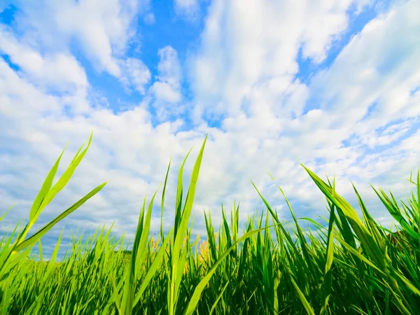 Ριντ και Σκάι. Καλλιεργημένη βολή από πράσινες καλαμιές πάνω σε έναν γαλάζιο ουρανό. — Φωτογραφία Αρχείου
