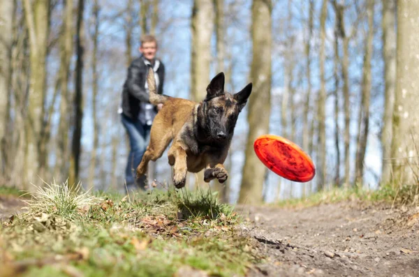 Zábava s mým chlupatým přítelem. Alsaurus honí frisbee, kterou jeho majitel hodil do lesa.. — Stock fotografie