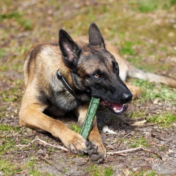 Chewing. An alsatian chewing on a stick. — Stock Photo, Image