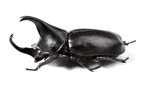 El escarabajo más duro del mundo. Vista lateral de cerca de un escarabajo rinoceronte. —  Fotos de Stock