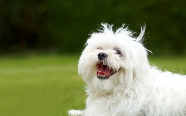 Boldogság. Aranyos kép egy bolyhos fehér uszkárról, aki úgy néz ki, mintha zöld fűvel mosolyogna a háttérben.. — Stock Fotó