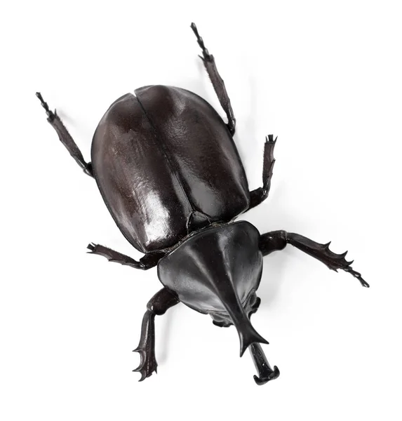 Le rhinocéros du monde des insectes. Vue latérale rapprochée d'un scarabée rhinocéros. — Photo