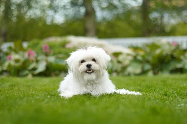 Puppy hemel. Schattig beeld van een pluizige witte hond in mooie groene tuin. — Stockfoto