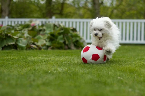 Um cachorrinho brincalhão. Emocionado poodle fofo jogando com uma bola de futebol em um jardim exuberante. — Fotografia de Stock