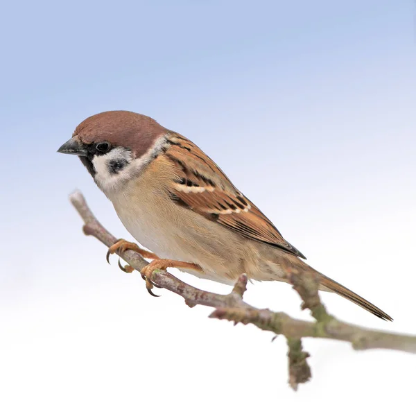 스패로우. 참새 (Sparrows) 는 작은 바닷새류 인 Passeridae 의 일종이다. 이들은 참 참새, 즉 구세계 참새로 도알려져 있는데, 이 들은 또한 파 셔 과의 특정 속 (屬) 에 사용되기도 한다. — 스톡 사진