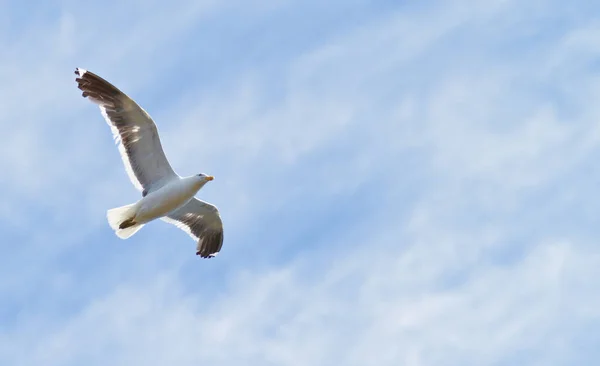 Flying seagull. A photo of a flying sea gull. — Stock Photo, Image