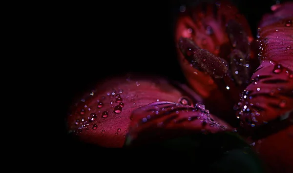 Wspaniałe kwiatowe piękno. Studio shot lub czerwona lilia pokryta rosą na czarnym tle. — Zdjęcie stockowe