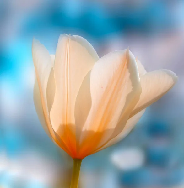 Los tulipanes - las bellezas primaverales. Tulipanes de jardín en primavera. —  Fotos de Stock