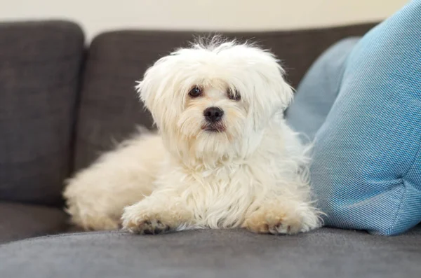 C'est M. Fluffy pour vous. Un caniche maltais moelleux sur un canapé regardant la caméra. — Photo