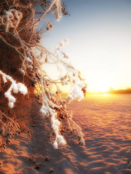 自然の中で冬時間。冬の木の写真. — ストック写真