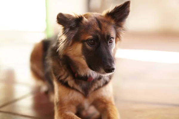 Heeft iemand hier een miauw gehoord? Schot van een hond die op de vloer zit en vreemd genoeg uit beeld kijkt.. — Stockfoto