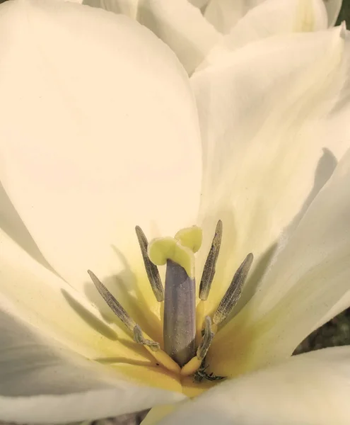 Delicada belleza. Primer plano de una flor y sus pétalos. —  Fotos de Stock