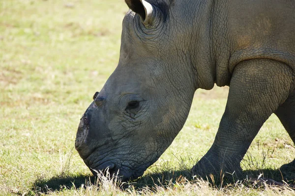 Życie w świecie piękna i okrucieństwa. Strzał zrehabilitowanego nosorożca, który stracił róg na rzecz kłusowników.. — Zdjęcie stockowe