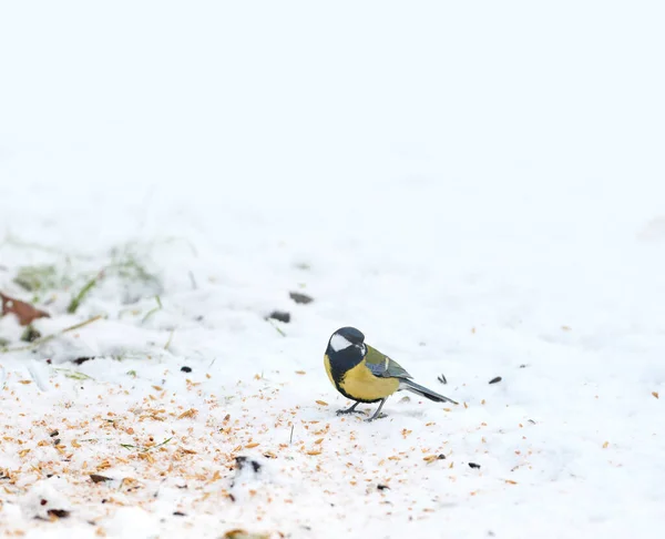 The Eurasian blue tit is a small passerine bird in the tit family Paridae. The bird is easily recognisable by its blue and yellow plumage. — Fotografia de Stock