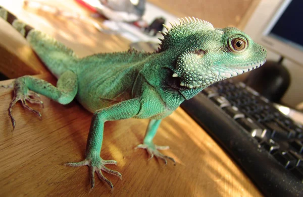 Iguane à peau verte. Tourné d'un iguane vert avec de belles écailles. — Photo