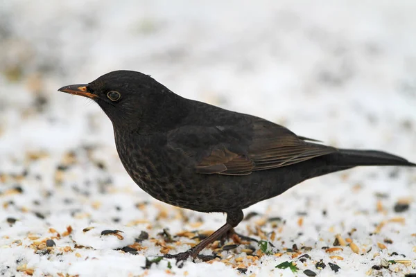Un mirlo macho. Blackbird macho en invierno. —  Fotos de Stock