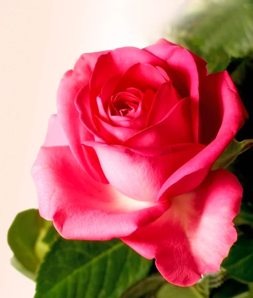 La rosa. Una foto de una hermosa rosa. — Foto de Stock