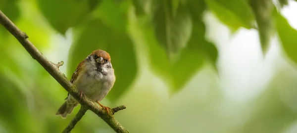 Passeri nel mio giardino. Un teleobiettivo di un bellissimo passero nel mio giardino. — Foto Stock