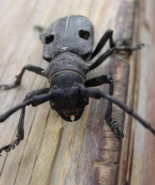 A frightening beetle. Close up shot of a large black beetle on a piece of wood. — Stock Photo, Image