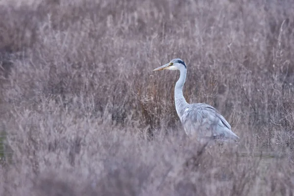 鳥のために。自然の生息地で鳥の完全な長さのショット. — ストック写真