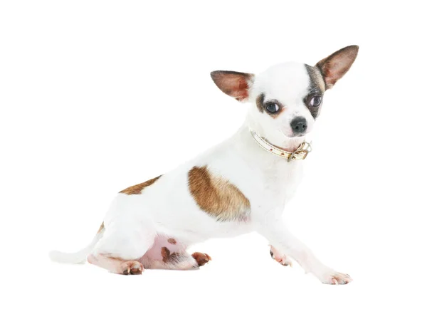 Je prends une pose. Un petit Chihuahua mignon assis sur un fond blanc. — Photo
